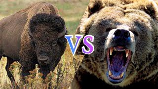 Bison vs Bear [upl. by Ykcor]