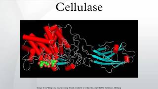 Cellulase [upl. by Rihat734]