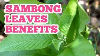 Sambong Leaves Benefits [upl. by Darrej]