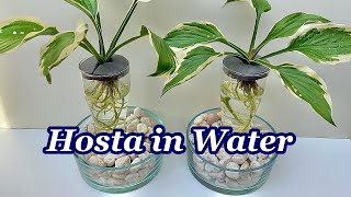 GROWING HOSTA IN WATER  HOSTA PLANT CARE Shorts PlantCare Gardening [upl. by Asoral]