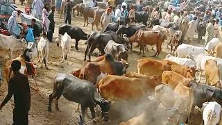 Nasirabad mandi qurbani ke rash [upl. by Nnave598]