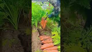 The process of pulling carrots [upl. by Orlena]