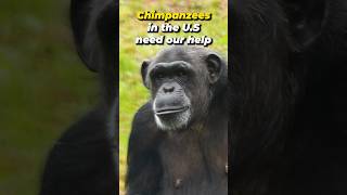 Saving Lab Tested Chimps [upl. by Rairb]