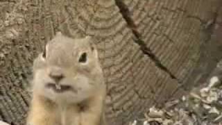 Laughing Prairie Dog [upl. by Suoirrad]