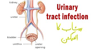 Urobilinogen in urine explained [upl. by Carling333]