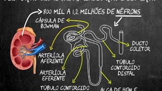 Filtração glomerular reabsorção e secreção [upl. by Kenti]