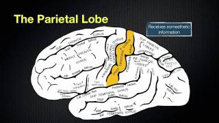 066 The Anatomy and Function of the Parietal Lobe [upl. by Aicrop360]