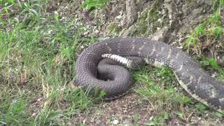 Rattle Snake Roundup Noxen Pa June 15 2024 [upl. by Sheya]