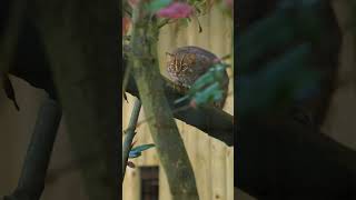 🥰 Our newest arrival Kuda the Sri Lankan rusty spotted cat is getting braver by the day cats [upl. by Blinni904]