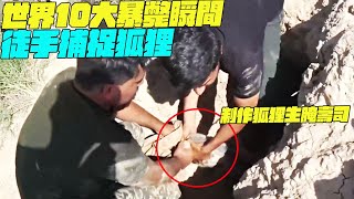 世界10大暴斃瞬間！徒手捕捉狐狸！制作狐狸生腌壽司？印度美食 街邊小吃 印度小吃維基紀錄片維基小哥TOP10排行榜 [upl. by Nahem]