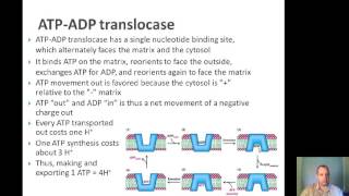 BTN223 ETC Inhibitors ATPADP Translocase PO Ratio NADH Shuttles [upl. by Gnirol]