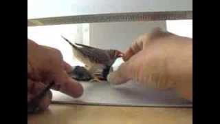 Zebra Finch territorial behavior [upl. by Reham]