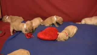 quotCupidquot  Sam Cooke Labrador puppies Valentines Day [upl. by Zetes]