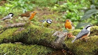 Woodland Birds Chirping  Vögel  Oiseaux  Vogels  Fåglar  Aves [upl. by Isoj]