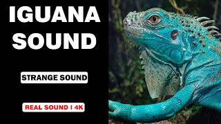 Real Iguana Sounds  High Quality  Interesting Iguana Sound Experience  4K [upl. by Blaze254]