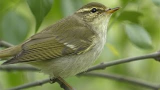 Arctic Warbler  Phylloscopus borealis [upl. by Schafer]