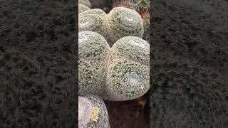 Plant of the Day Mammillaria microthele [upl. by Artied]