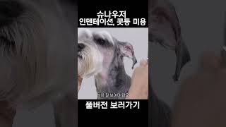 그루밍공식시즌2  슈나우저 인덴테이션 콧등 미용  Schnauzer Grooming [upl. by Matheson]