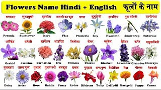 20 Flowers Name English to HindiFlowers Name with Pronunciationफूलो के नाम हिंदी और इंग्लिश में 🌺🌼 [upl. by Arehahs]