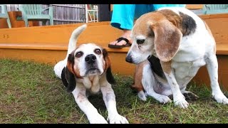 Beagle Howling at Sirens with Other Cute Dogs Playing [upl. by Dedra727]