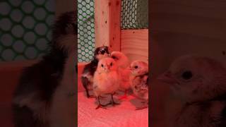 Chick Check Meet the Flocks Latest Additions [upl. by Accebber190]