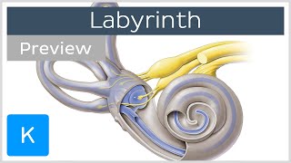 Labyrinth Structure and inner ear function preview  Human Anatomy  Kenhub [upl. by Yellehs]