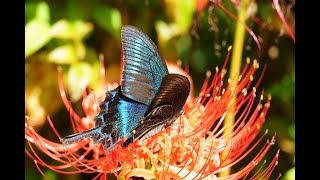 ミヤマカラスアゲハ深山烏揚羽♂と彼岸花 ～ Papilio maackii amp red spider lily ～ [upl. by Ethbun]