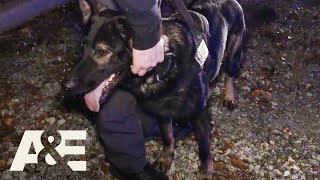 Live PD Most Viewed K9 Busts  AampE [upl. by Toddie754]