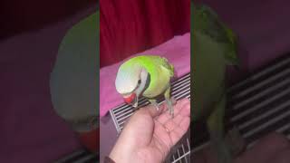 🥰❤️😍🦜 trending parrotcomedy shortvideos youtubeshorts birds comedyvideos funny shorts [upl. by Eran]