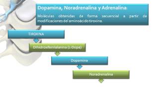 INTRODUCCION A LA FARMACOLOGIA DEL SISTEMA NERVIOSO AUTONOMO SNA [upl. by Lenzi26]