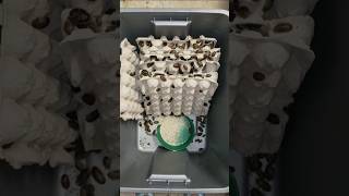 Feeding thousands of LG amp XL Dubia Roaches breeding insects bug feeder roach breeder dubia [upl. by Job619]