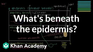 What lies beneath the epidermis Dermis and Hypodermis  NCLEXRN  Khan Academy [upl. by Aikin]