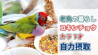 【鳥の介護】頑張っています。カラが自分でごはんを沢山食べました コキンチョウ 老鳥 全盲Gouldian finch 7 years old [upl. by Dent]