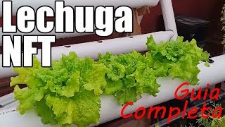 Cultivo de Lechuga en Hidroponia NFT Guía completa paso a paso  Casero  Fácil  México Verde [upl. by Trina]