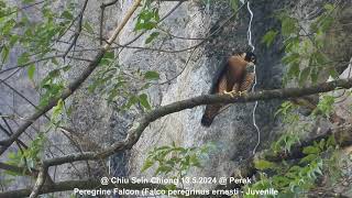 Peregrine Falcon Falco peregrinus enersti  Juvenile  Chiu S C DSCN7627 [upl. by Brandice519]