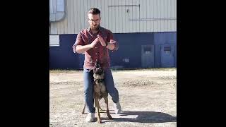 training time k9 dog dogtraining dogs malinois belgianmalinois dogtraining puppy [upl. by Andri654]