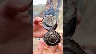 Hidden Secrets in Fossil Rocks [upl. by Malony102]