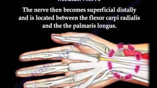 Anatomy Of The Median Nerve  Everything You Need To Know  Dr Nabil Ebraheim [upl. by Hairym]