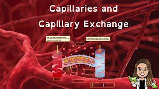 Capillaries and Capillary Exchange  Bulk Flow  Cardiovascular System [upl. by Asatan]