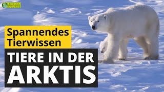 Wie überleben Tiere die eisige Kälte in der Arktis  TierDoku für Kinder [upl. by Andi930]