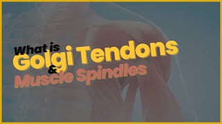 Golgi Tendons amp Muscle Spindles [upl. by Ronym]