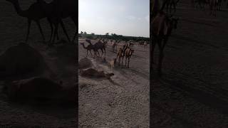 Camels lites animals camelcamelcamel shortvideo desert [upl. by Emelda]