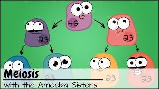 Meiosis Updated [upl. by Eenrahc614]