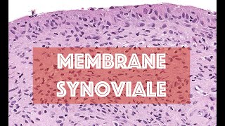 LA MEMBRANE SYNOVIALE  HISTOLOGIE [upl. by Ylrebme]