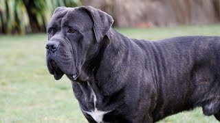 CANE CORSO is a LOVER not a FIGHTER [upl. by Hannis639]