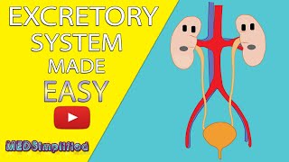 HUMAN EXCRETORY SYSTEM Made Easy  Human Urinary System Simple Lesson [upl. by Idissak979]