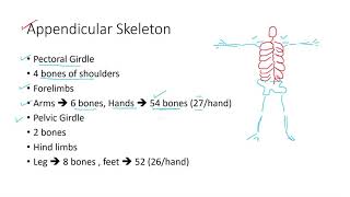 43 Appendicular Skeleton Class 10th Biology [upl. by Raseta]