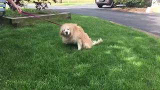 Vestibular Disease in a Canine First walk after 4 days [upl. by Sirenay784]