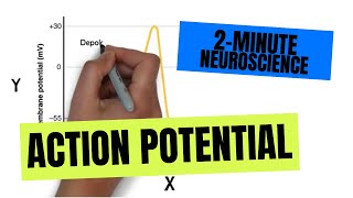 2Minute Neuroscience Action Potential [upl. by Anwahsit]