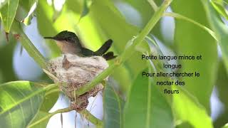 Colibri huppé  Antillean Crested Hummingbird [upl. by Anavlis]